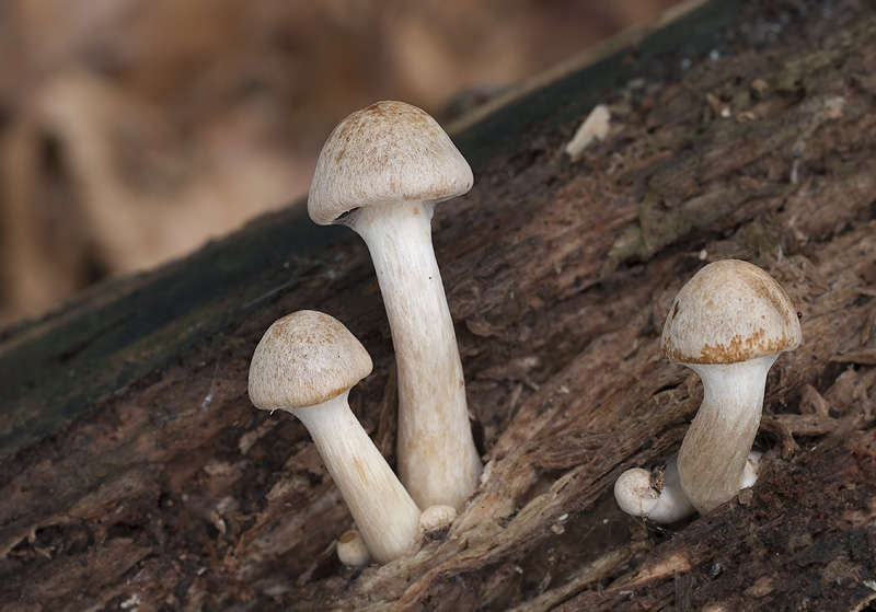 Gymnopilus penetrans